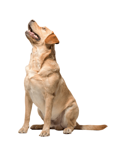 Cachorro com pelagem dourada